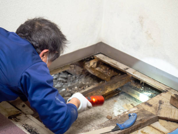 Best Crawl Space Mold Remediation in Black Rock, NM