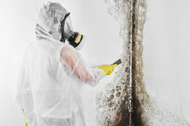 Best Black Mold Remediation in Black Rock, NM