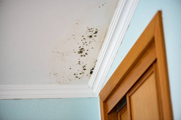 Best DIY Mold Remediation Support Services in Black Rock, NM