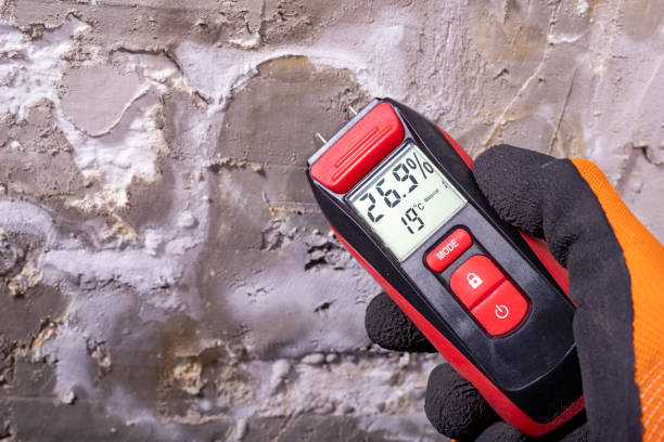 Best Attic Mold Remediation in Black Rock, NM