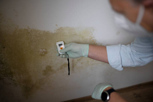 Best Health and Safety Mold Remediation in Black Rock, NM