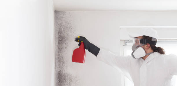 Best White Mold Remediation in Black Rock, NM