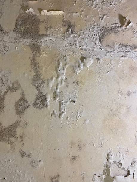 Best Residential Mold Remediation in Black Rock, NM