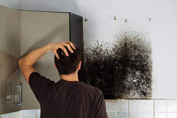 Professional Mold Remediation in Black Rock, NM