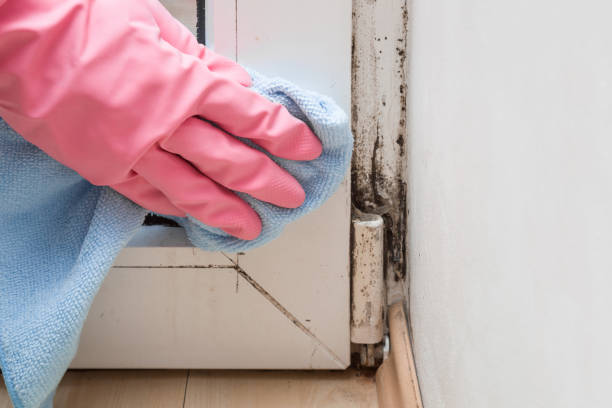 Best Post-Flood Mold Remediation in Black Rock, NM